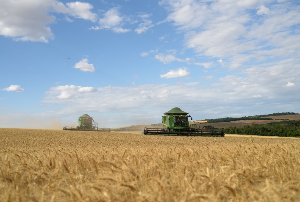Colheita de trigo no RS se aproxima do fim com produtividade estável, mas baixa rentabilidade preocupa produtores